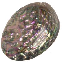 Paua mušle, přívěsek 53 mm