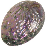 Paua mušle, přívěsek 54 mm