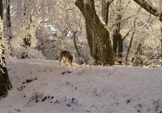 Řetízek z chirurgické oceli, 1,5 mm (50 cm)