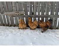 Kulatá kůže přírodní azurová, 1,5 mm (10m), II.jak