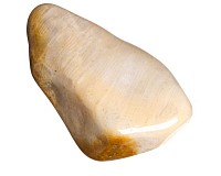 Zkamenělý korál tromlovaný L