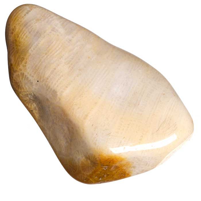 Zkamenělý korál tromlovaný L