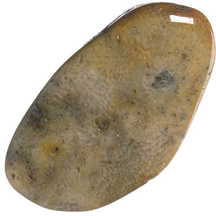 Zkamenělý korál tromlovaný M