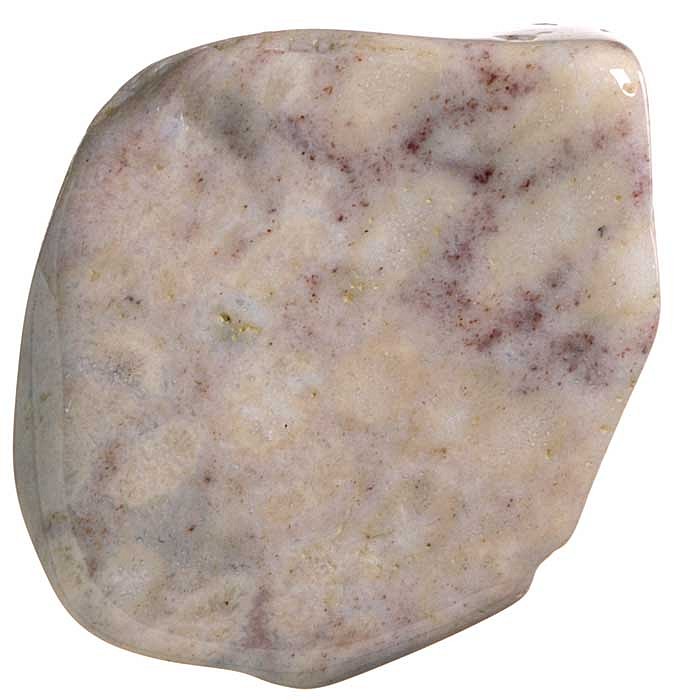 Zkamenělý korál tromlovaný L